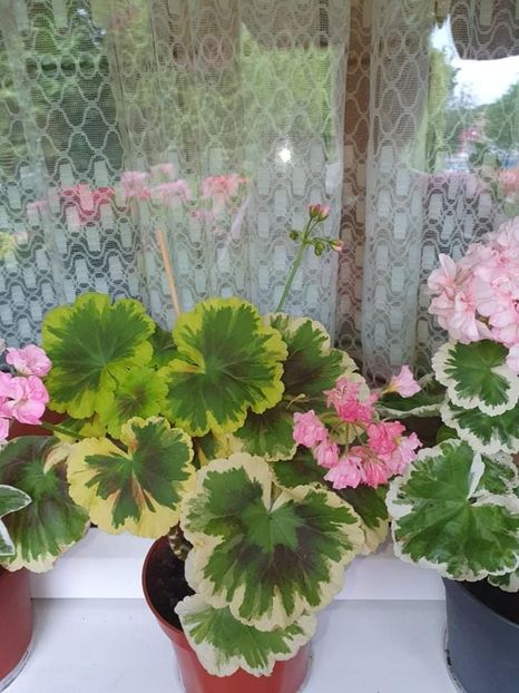 received_963601751176262 - 3 Pelargonium