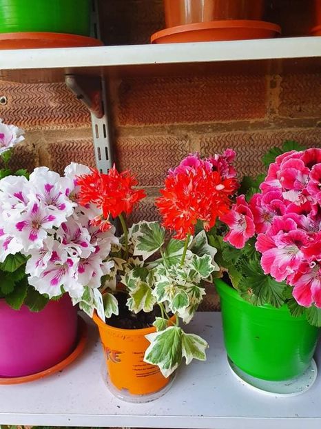 received_207903351505856 - 3 Pelargonium