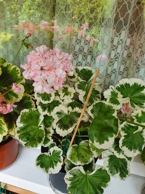 received_492559815312541 - 3 Pelargonium