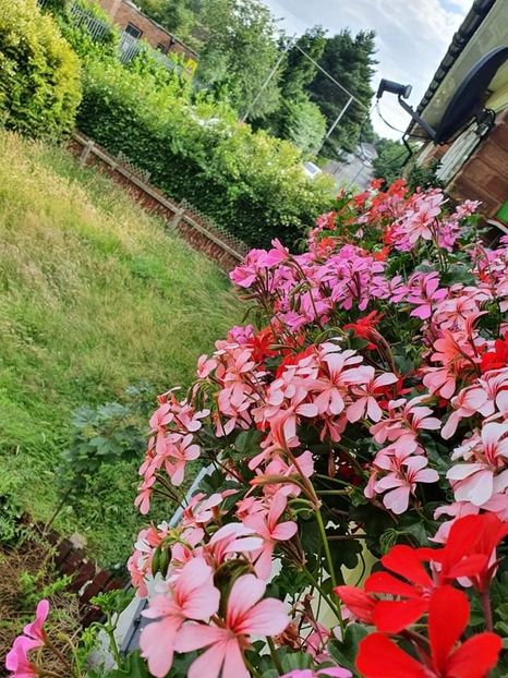 received_421825146254191 - 3 Pelargonium