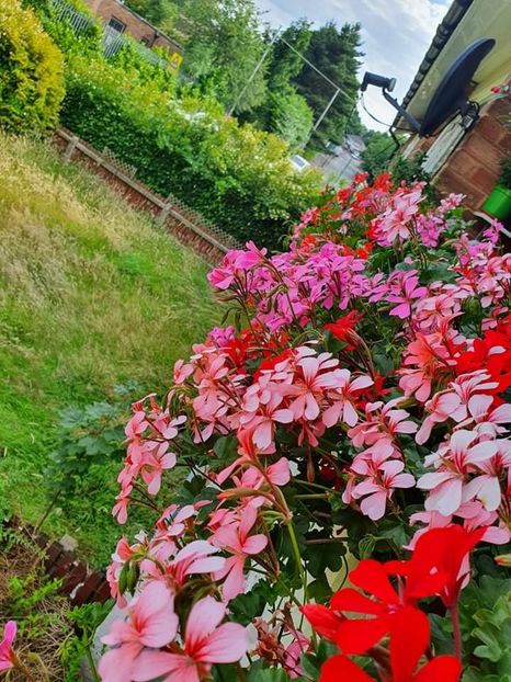 received_1499343553757330 - 3 Pelargonium