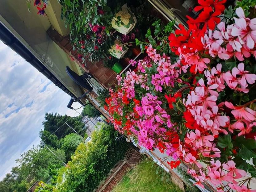 received_1179329655930298 - 3 Pelargonium