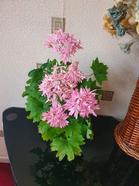 received_1050863652371686 - 3 Pelargonium