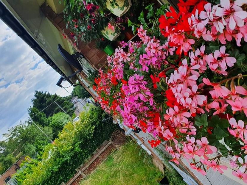 received_254652690064678 - 3 Pelargonium