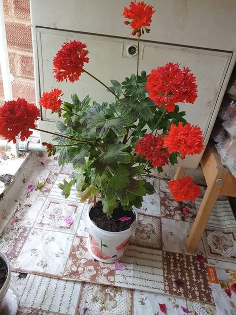 received_293173752722718 - 3 Pelargonium