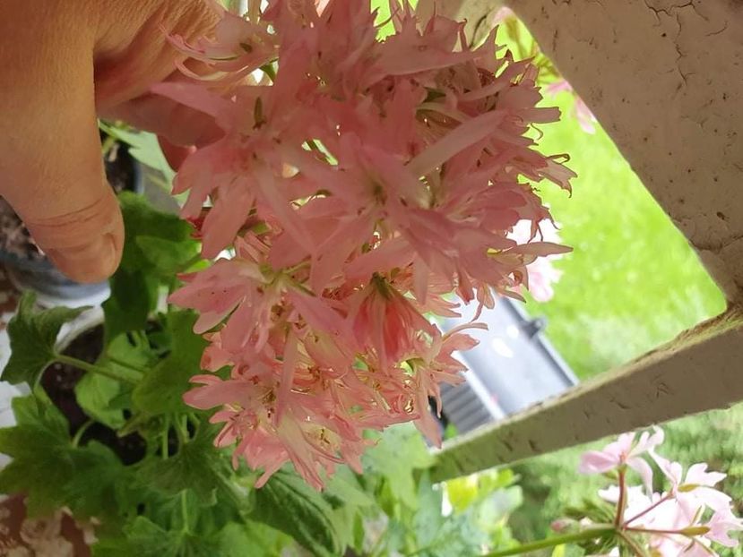 received_4914272165283885 - 3 Pelargonium