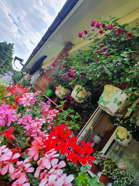 received_375651604353538 - 3 Pelargonium