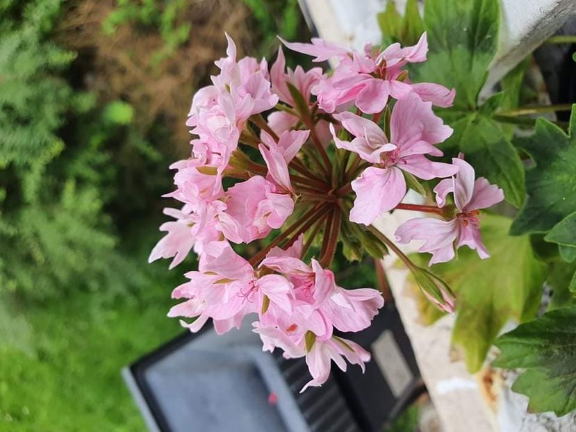 received_880754382523321 - 3 Pelargonium