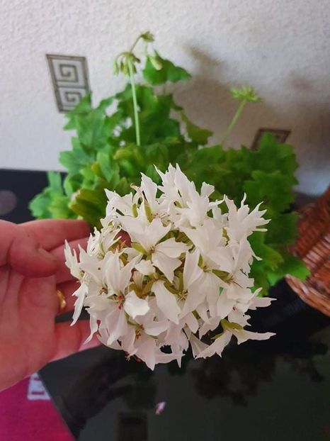 received_4169270079840886 - 3 Pelargonium