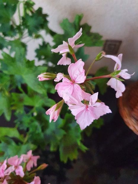 received_1048373279335547 - 3 Pelargonium