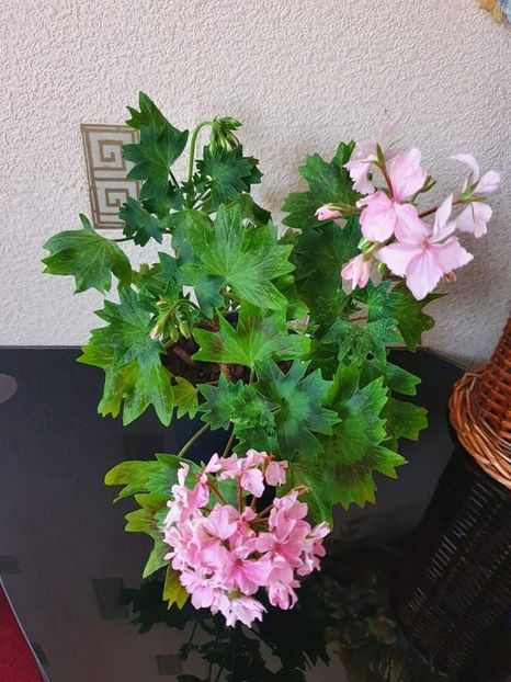 received_895194007806723 - 3 Pelargonium