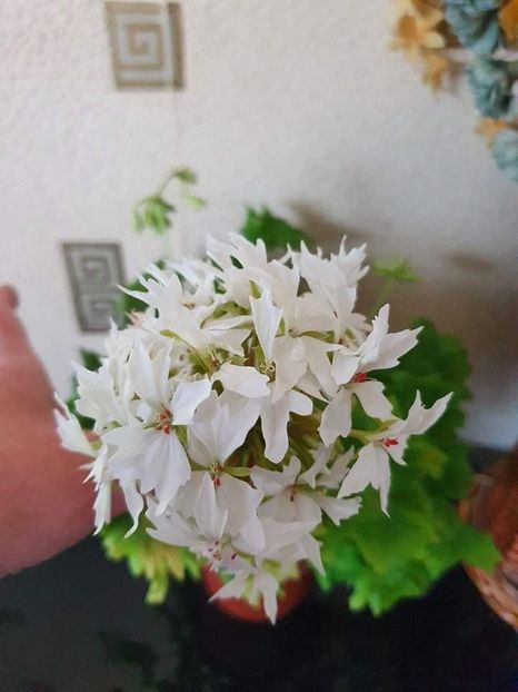 received_226165339640178 - 3 Pelargonium