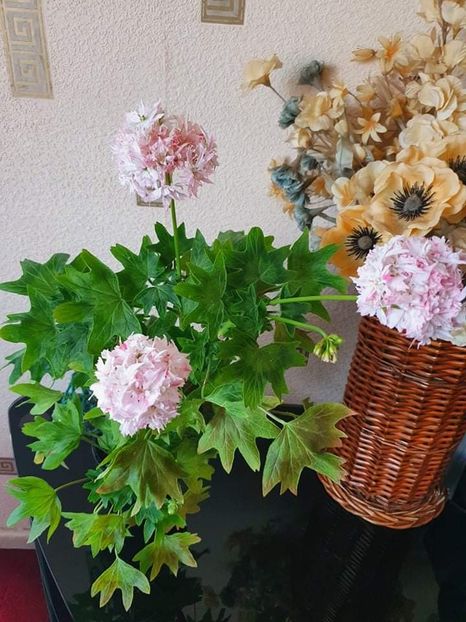 received_482038453264921 - 3 Pelargonium