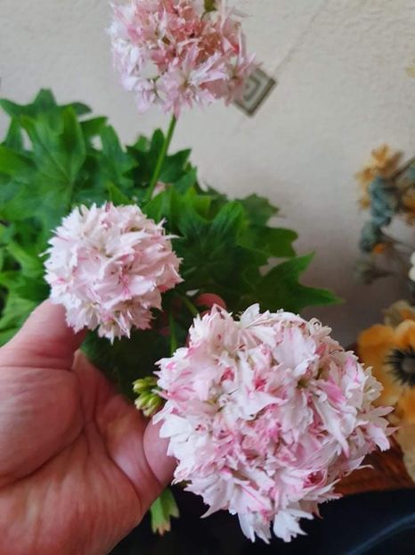 received_649365019564638 - 3 Pelargonium