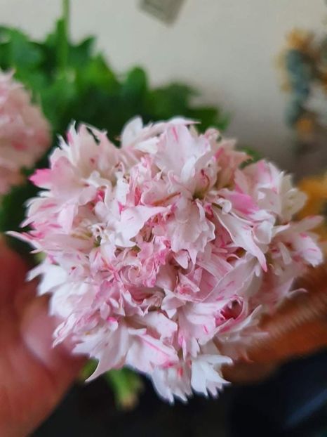 received_1524857784561608 - 3 Pelargonium