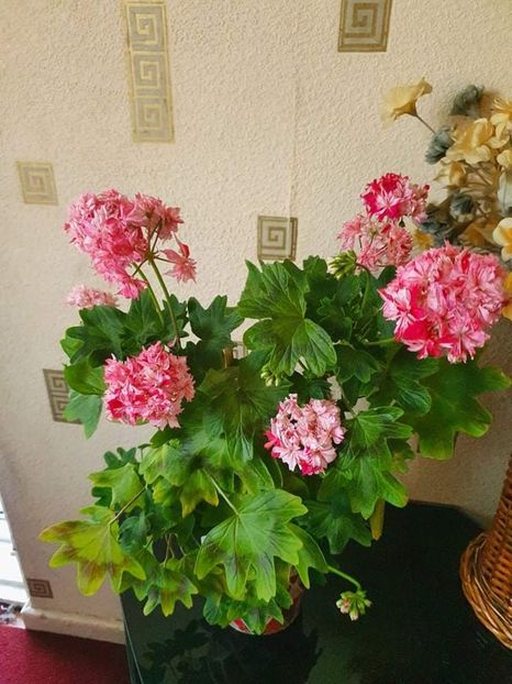 received_465939614888261 - 3 Pelargonium