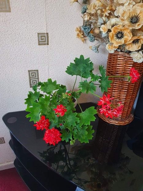 received_611082063549395 - 3 Pelargonium