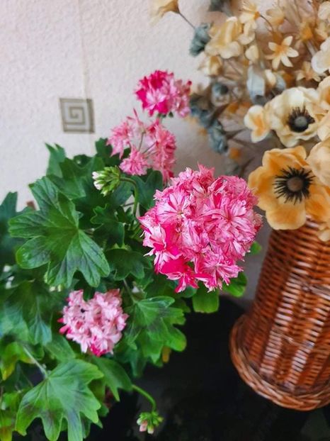 received_1110346639792777 - 3 Pelargonium
