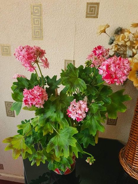 received_1111125116089985 - 3 Pelargonium