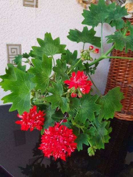 received_419688943115923 - 3 Pelargonium