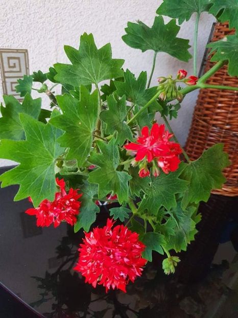 received_282168310517628 - 3 Pelargonium