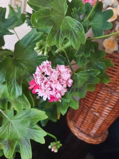 received_440089201089288 - 3 Pelargonium