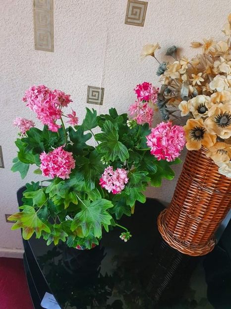 received_636901501076157 - 3 Pelargonium