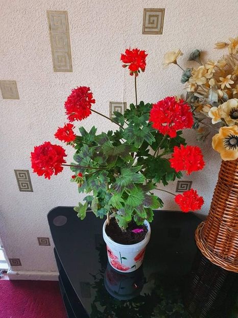 received_324628016067639 - 3 Pelargonium