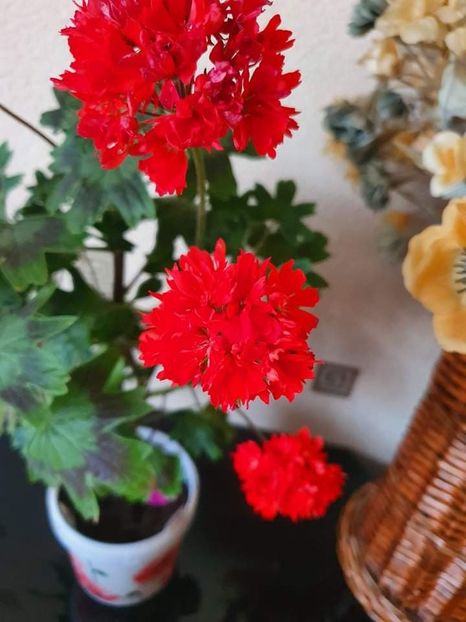 received_271429338374464 - 3 Pelargonium