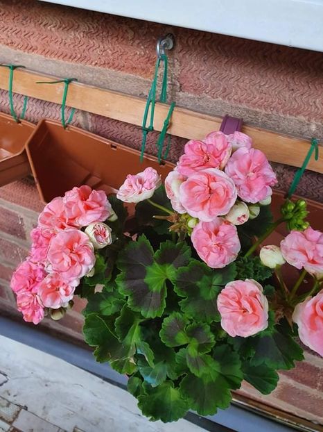 received_331738605032964 - 3 Pelargonium
