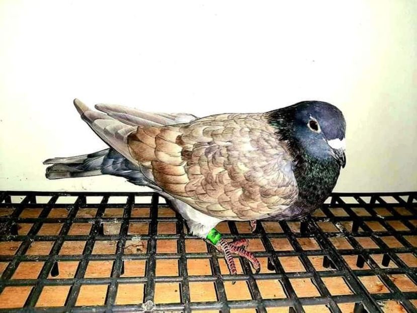  - Nu îmi aparțin 3