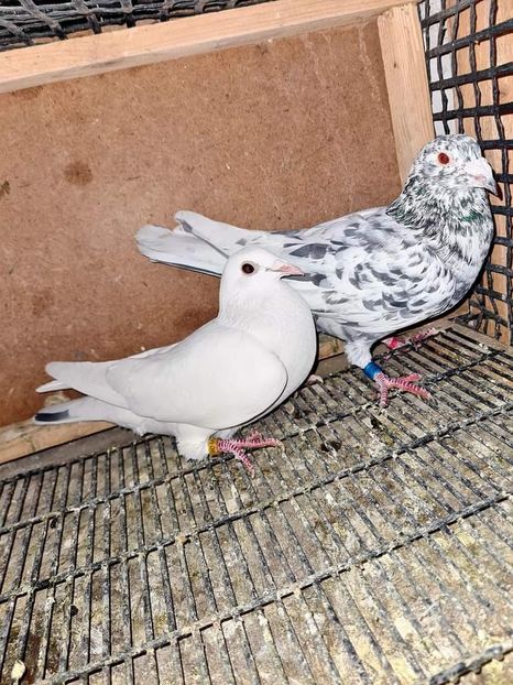  - Nu îmi aparțin 3