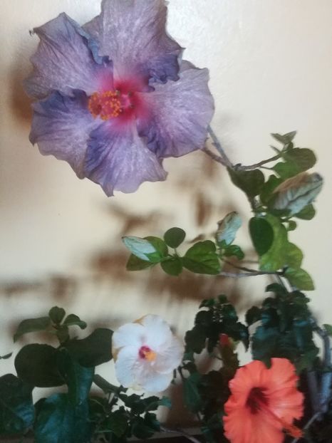  - Hibiscus 2021