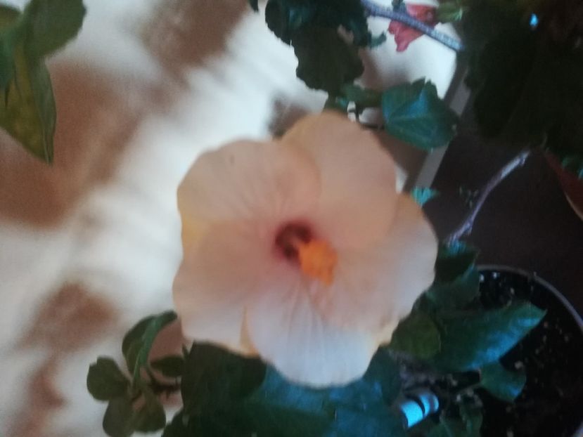  - Hibiscus 2021