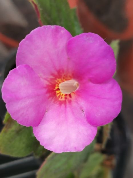 Înflorit în 4 decembrie 2021 - Little LuLu