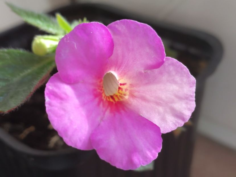 Înflorit în 4 decembrie 2021 - Little LuLu