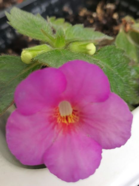 Înflorit în 4 decembrie 2021 - Little LuLu