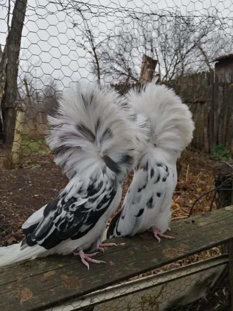 received_1362812704158490 - MARIA STUART