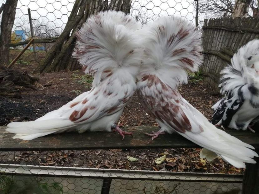 received_669896927331097 - MARIA STUART