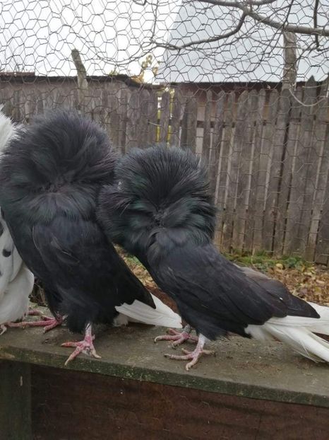 received_1118118321925732 - MARIA STUART