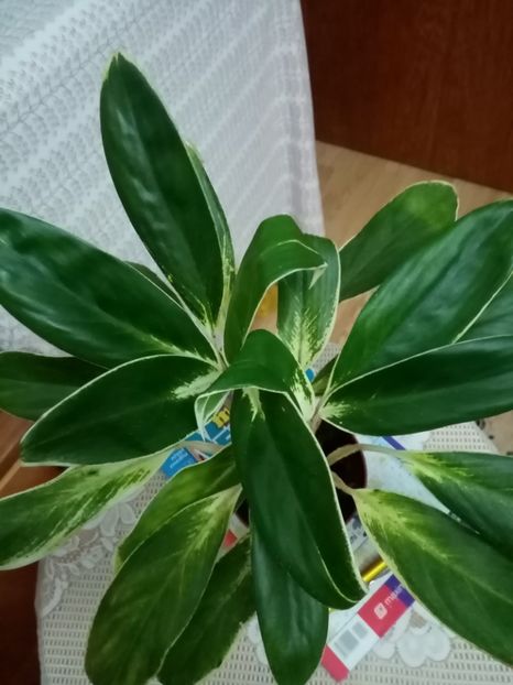  - Aglaonema 2021