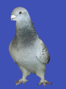 Vandut - Masculi pentru 2022