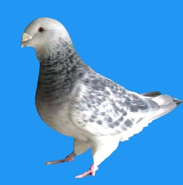 Mascul2020 - 00-CONTACT