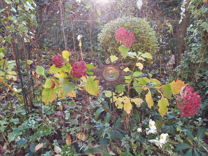 04.12.2021 - Grădina 2021 continuare 3