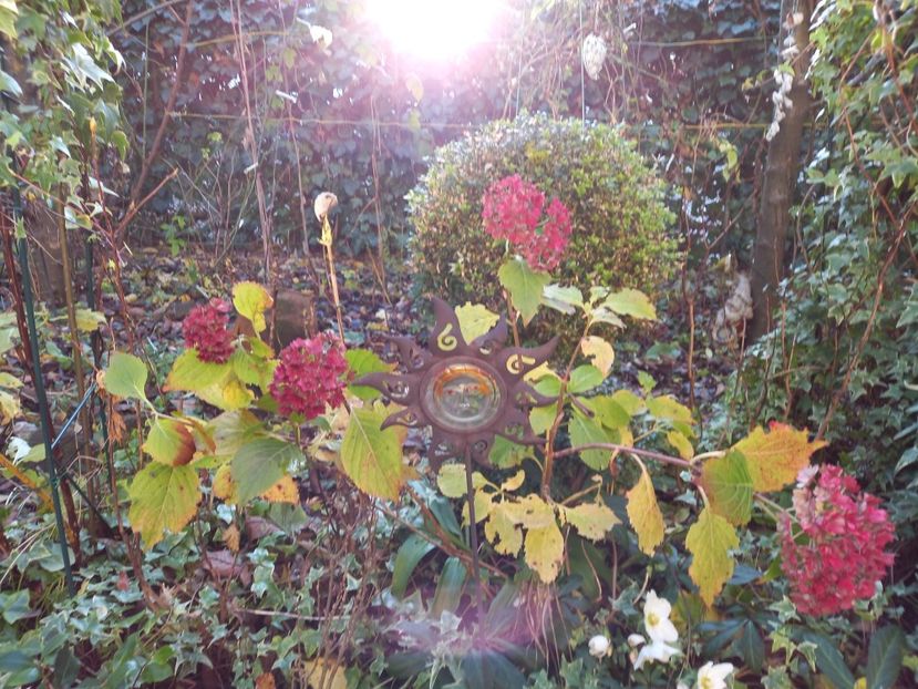  - Grădina 2021 continuare 3