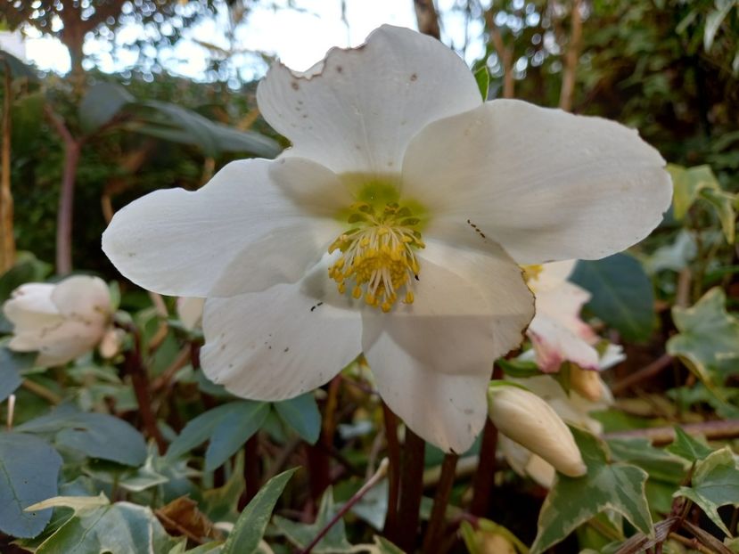  - Grădina 2021 continuare 3