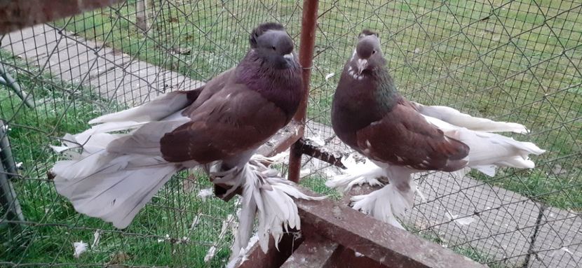 Perechea 1 - 8 Disponibili TAPALAGOSI - încaltati