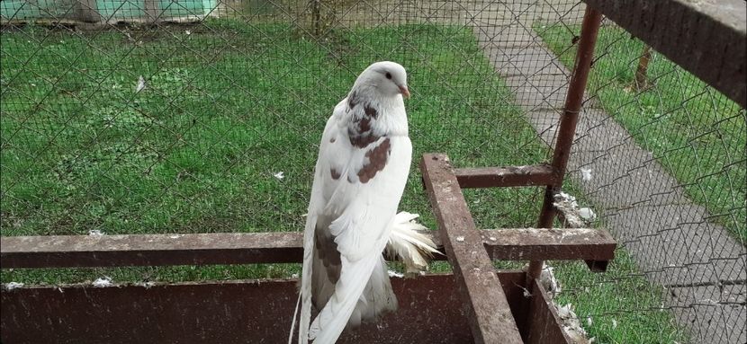 Masculul 2 - 8 Disponibili TAPALAGOSI - încaltati