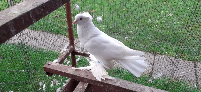 Femela 2 - 8 Disponibili TAPALAGOSI - încaltati