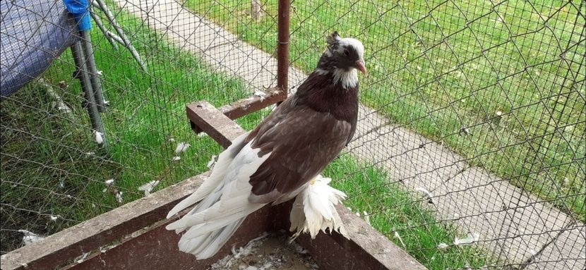 Masculul 3 - 8 Disponibili TAPALAGOSI - încaltati